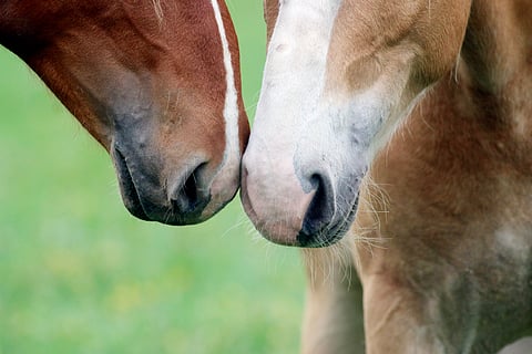 Ystävänpäiväviikon ravitempaus alkaa sunnuntaina - Kaikki mukaan talkoisiin