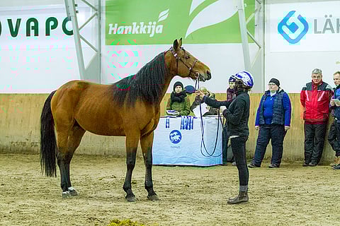 Harper Blue Chip kuuntelemassa takana näkyvän lautakunnan arvostelua.