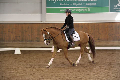 Askellajituomarit tykkäsivät Haavislaisesta.