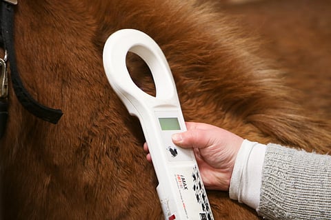 Selvityksestä ilmeni, että varsat tunnistettiin merkitsemistä varten ulkomailla. Jalostusohjesääntö sanoo, että tunnistus on tehtävä Suomessa.