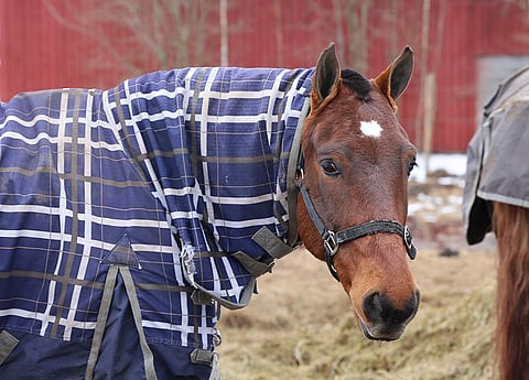 Video: "Varjomanni on hevonen sian saparon kanssa"