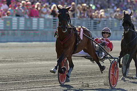 Pastore Bob kilpailee lauantaina satula selässä. Kuva: Jarno Unkuri