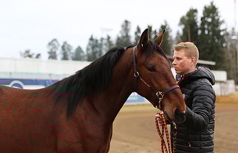 Callela Exclusive eli "Eemeli" sai puheenjohtajatuomari Jenni Timliniltä kehuja siitä, että se on kaksivuotiaaksi varsin valmis pakkaus. Varsan esitti sen valmentaja Ville Mäkelä.