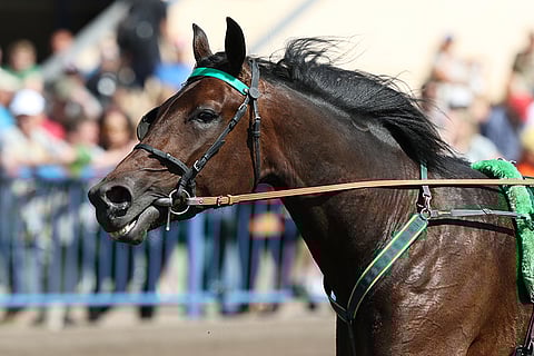 Graceful Swamp. Arkistokuva: Jarno Unkuri