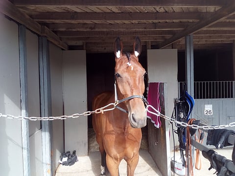 Twist In Time pyrkii menestymään illan kuudennessa lähdössä.