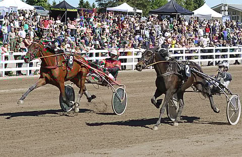 Tapio Perttusen valmentama Bosses Lady kävi kolmevuotiaiden Tammahambossa kiritaiston Even Smaller Plumia vastaan. Kuva: Annika Nisonen.