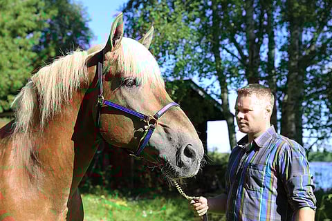 Costelloa ei vielä vähään aikaan radalla nähdä, mutta ensimmäinen Costellon jälkeläinen juoksee torstaina koelähdön Lappeenrannassa.