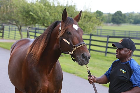 Muscle Hillilstä on 58 varsaa myytävänä Lexingtonin huutokaupassa lokakuun alussa. (Kuva: HU arkisto/Totofoto)
