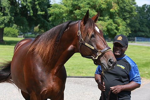 Pitääkö vanha mestari Muscle Hill pintansa varsojen hintakuninkaana? Vai nouseeko valtaistuimelle Walner?