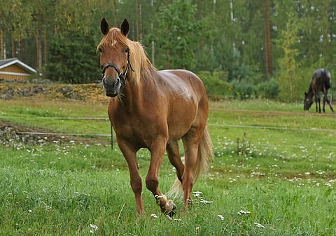 Saaga S kuvattuna tiistaina kotilaitumellaan. Kuva: Annika Nisonen.