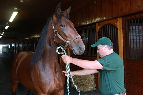 Trixtonin poika Sovereign Deo oli yksi perjantain Kindergarten-lähtöjen voittajista Meadowlandsissa. Kuva Totofoto