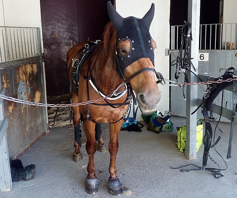 Vinksa odotteli rauhallisena starttiaan Vermossa.