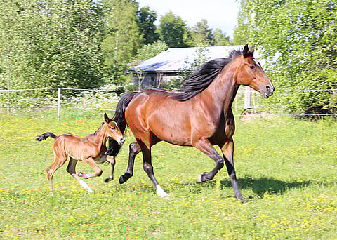 Mistä varsan hinta koostuu? Hevoskasvattaja, vastaa kyselyyn 4. syyskuuta kello 12 mennessä.