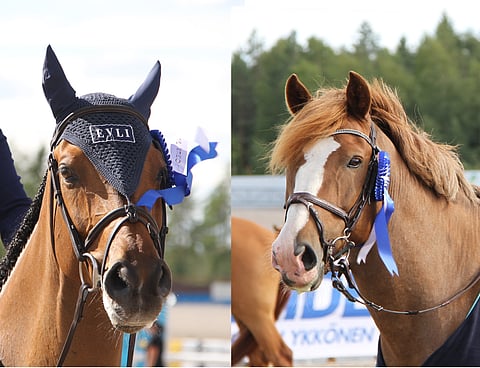 Evli Ellington ja Rannan Ruhtinas