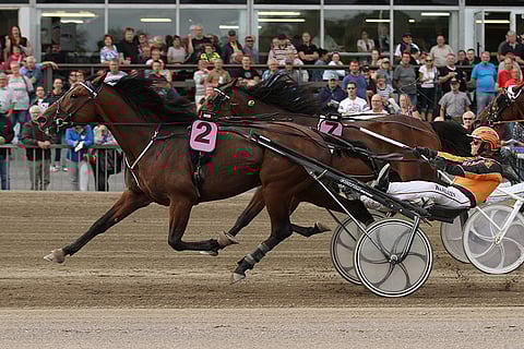 Stonecapes Picasso on maanantain rohkea ideavarma.