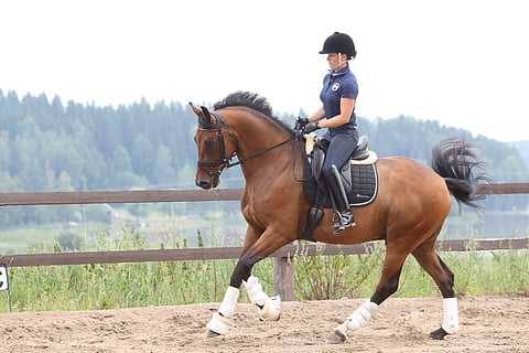 Siiri Kyrö ja FWB-ruuna Dewdrop's Johnny Depp keskeyttivät 5-vuotiaiden MM:ien karsintaluokassa torstaina Ermelossa.