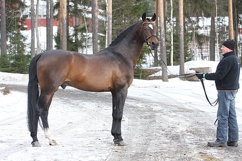 Don Larino oli tammanomistajien kestosuosikki.