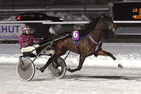 Guido di Quattro on Teivon illan mielenkiintoisimpia pelihevosia.