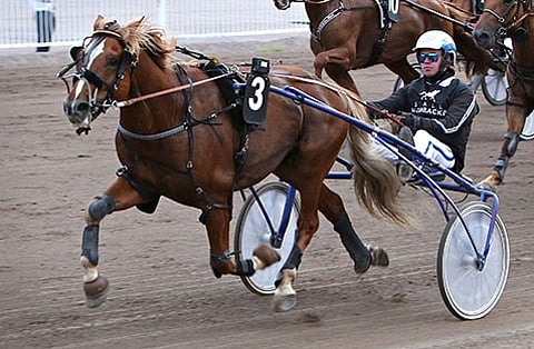 Lahjakas Kartier on yksi päätöskohteen pelihevosista.