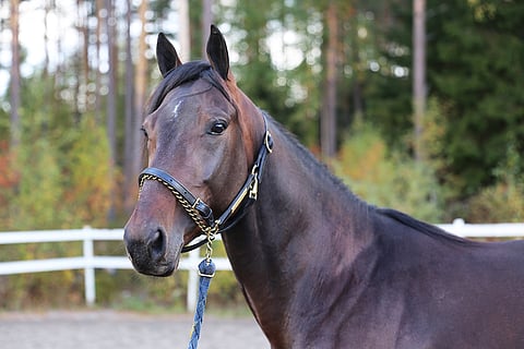 Derbyssä toiseksi kirinyt Knows Best on selkeä varmavalinta Seinäjoelle.