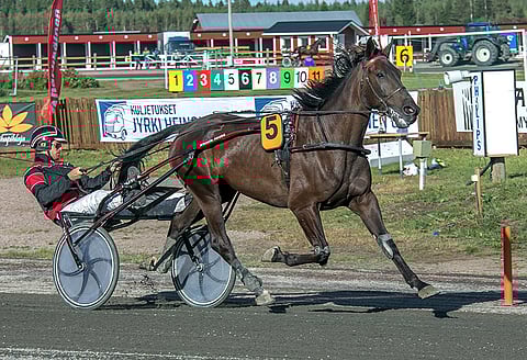 Matti Halosen Wheelie Awake on Toto65-5 kohteen varma viime startin seitsemännestä sijasta huolimatta. Kuva: Hevosurheilun arkisto