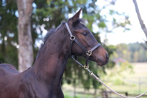 Mummilaaksosta ei löydy hattivatteja eikä nuuskamuikkusia, vaan tulevaisuuden urheiluhevosia kuten Comme la Lumiere.
