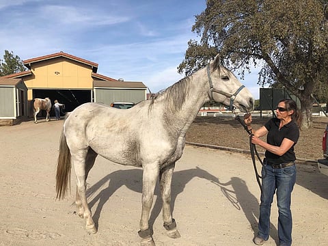 Eläinlääkäri Dr Merle Dervartanian tutki Archien.