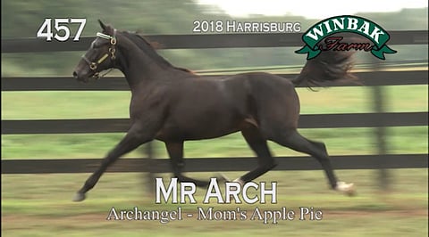 Antti Peltola syttyi ostamaan tämän Archangelin pojan. Kuva: Harrisburgin huutokaupan myyntivideo