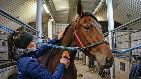 Etta Pakkasen hoitama Staro Miami kilpailee ensi perjantaina Teivossa.