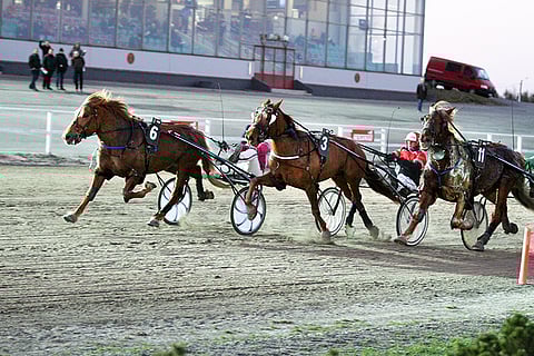 Mika Mäkelän valmentama Caijus kiisi sitä ensi kerran ajaneen Antti Teivaisen ajamana kuusivuotiskautensa avausvoittoon Turussa ennen Vinksaa ja Larvan Hurmosta. Kuva: Roosa Lindholm.