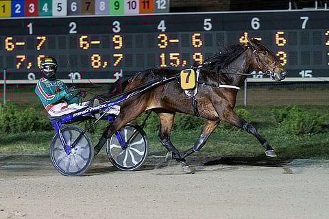 She Rains voitti Kasvattajakruunun Jukka Torvisen ohjastamana Metsämäessä 24.11.2018.