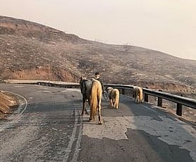 Arabi ja miniponit selvisivät.