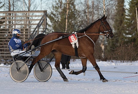 Doolin Dalton on menestynyt Jarmo Saarelan ajamana.