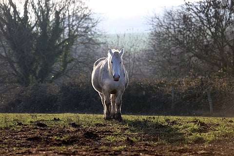 Arvostettu. Ja unohdettu. Sellainen on percheron, hieno hevonen, jolle ei maailmassa vaan enää oikein löydy mitään tehtävää.