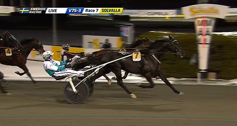 Sorbet starttaa suosikkina kultadivisioonassa. Kuva: HU arkisto