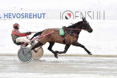 Tuomas Pakkasen suojatti Flash Spruce on voittanut urallaan nyt 11 kertaa.