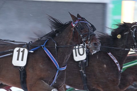 Shadow Of Brisbane otti niukan voiton hopeadivarissa.