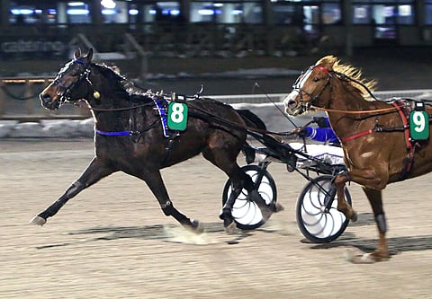 Hazelhen Hermes on rehellinen kirihevonen.