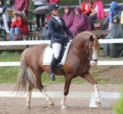 Hevonen kuin karkki.