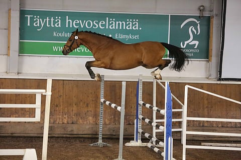 37 oritta ilmoitettu ratsuoripäiville