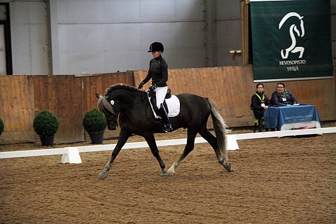 Lakeus Kingi sairastui ähkyyn ja jouduttiin lopettamaan tänään komplikaatioiden takia Viikin hevossairaalassa