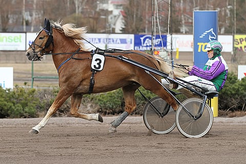 Kevätflunssa ja lihasjumit pakottavat kuningas Costellon jäämään kotitalliinsa. Kuva: Roosa Lindholm