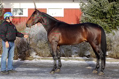 Mavens Waylle piti tulla välivuosi siitoksesta, mutta jalkavamma sotki suunnitelmat. Kuva: Hanna Laakso