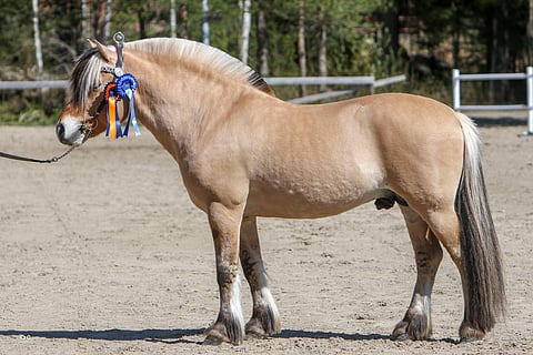 Kotalan Rocker uusi jalostuslupansa Ypäjällä kuluneen viikonlopun aikana. Kuva: Satu Pitkänen