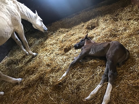 I´m Chalida vetelemässä sikeitä kotikarsinassaan.