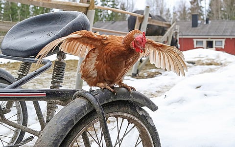Onko kananmuna saanut oriit ennen lentoon? Kuva: Annika Nisonen.