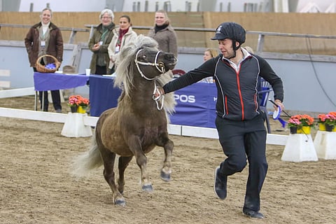 Ponioripäivien lautakunta antaa aplodit päivän parhaat pisteet saaneelle shetlanninponioriille Zilver v.d. Koerbergille. Kuva: Satu Pitkänen