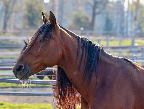 Readly Express löi ennätykset myös orinäyttelyssä. Kuva: Anu Leppänen