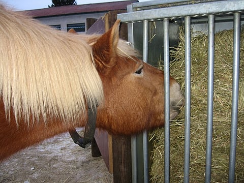 Aktiivitalli on satsaus hevosten ja oppilaiden hyvinvointiin. Arkistokuva.