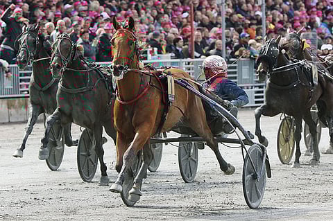 Maailman paras ruuna Aubrion du Gers on menehtynyt onnettomuudessa. Kuva: Jarno Unkuri